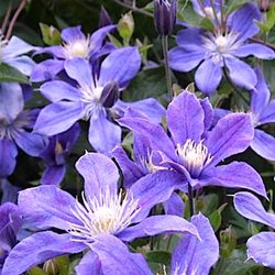 Клематис цельнолистный  'Арабелла' / Clematis integrifolia 'Аrabella'